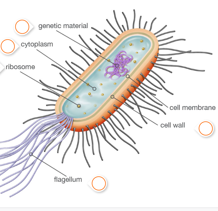 Prokaryotic cell